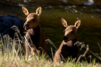 Moose Calves 2024