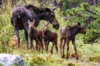 Moose Calves