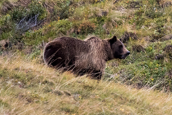 Denali Grizzly