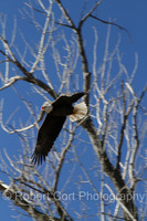 Eagles