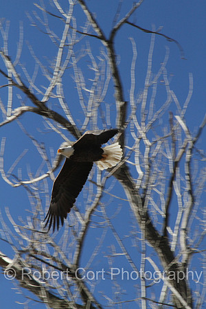 Eagle_2937
