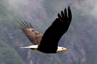 Alaska, "Bald Eagle", "Mt Roberts" Juneau, Alaska