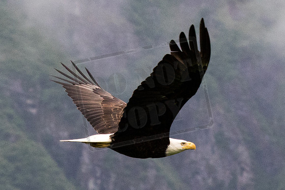 Alaska, "Bald Eagle", "Mt Roberts" Juneau, Alaska