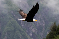 Alaska, "Bald Eagle", "Mt Roberts" Juneau Alaska