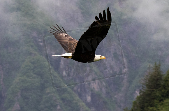 Alaska, "Bald Eagle", "Mt Roberts" Juneau Alaska