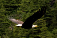 Bald Eagle.  Mt Roberts   Juneau, Alaska