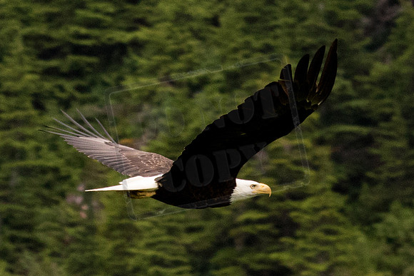 Bald Eagle.  Mt Roberts   Juneau, Alaska
