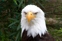 Bald Eagle.  Juneau, Alaska