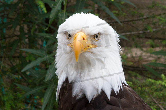 Bald Eagle.  Juneau, Alaska