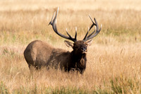 Elk
