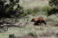 Bears