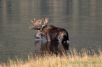 Moose