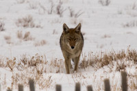 Coyote