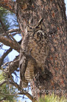 Owls