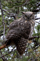 Owls