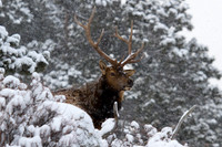 RMNP March 2022