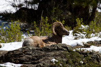 RMNP Spring 2022