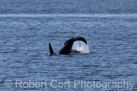 Whales